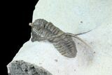 Double Bumpy Cyphaspis Trilobite Specimen - Ofaten, Morocco #86846-2